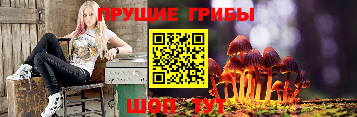 Галлюциногенные грибы Psilocybe Тосно